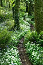 Eden In 2020 Most Beautiful Gardens Beautiful Gardens Garden Paths
