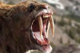Ice Age Giants Bbc2 Documentary Brings Giants Of The Ice Age Back To Life Smilodon Prehistoric Animals Extinct Animals