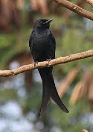Birds Of Prey Wikipedia Indonesia Pin On Flying Dreams