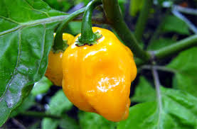 Kolla in när jag testar en bolivian bumpy. Chili Samen Bolivian Bumpy 1 69 Chilisamen Im Shop Bestellen