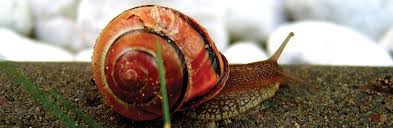 About Us Eradicate Snail Slug Killer
