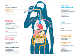 Body Effects Alcohol Org Nz