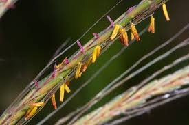 Image result for Trachypogon