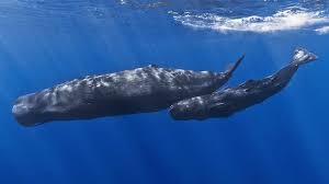 Image result for whale