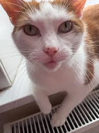 Larry the Downing Street Cat for Prime Minister!