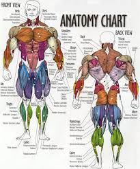 The major muscles in the upper torso include: The Muscle Names And Movement Upper Body Fitness With Amy