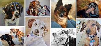 Illustrationen und portraits von hunden nach fotovorlage. Hund Malen Lassen Hundezeichnungen Hundegemalde