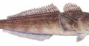 Image result for Dissotis peregrina