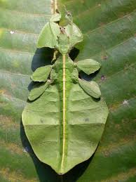 We are here to solve your pest problems in and around your home or business, and we strive to do this in the most ethical the bug man inc. Entomology Wikipedia