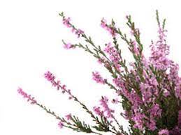 Heather Tea Organic Dried Heather Flowers Calluna Vulgaris Etsy Healing Herbs Herbs Wildflower Garden