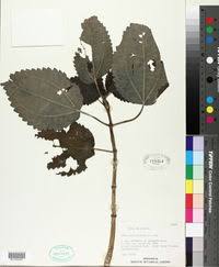 Image result for Pilea angolensis