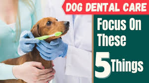 An excellent female dog name if your dog is small noel origin: Top 20 Most Popular Male And Female Dog Names With Meaning 2020 Unique Dog Names Youtube