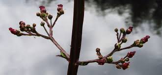 Image result for Scrophulariaceae