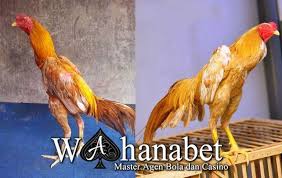 Pin By Ahmad Syaiful On Ayam Haiwan Peliharaan N Photo Bangkok Animals Agen