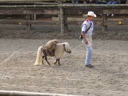 Una guía que combina tendencias, moda, lugares increíbles y. Breeders Falabella Miniature Horse Association John D Viney