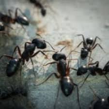Offers both pest control and ant extermination services for customers in toronto and the greater toronto area. Pest Control Removal Humane Pest Control Chicago Abc Humane Wildlife Control And Prevention