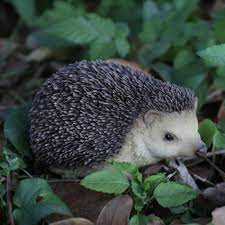 Hi Line Gift Ltd Sitting Hedgehog Garden Statue Garden Statues Hedgehog Animals And Pets