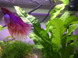 Fin / tail rot is common in betta fish and starts at the end of the fin and works its way towards the body in weight loss, open wounds, bent spine, fin and tail rot, other abnormalities. Betta Fish Fin Tear Or Rot Pets Stack Exchange