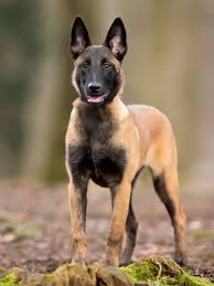 Gold price in sri lanka in rupees /10gm (inr). Top 50 Most Popular Dog Breeds In The World Highland Canine Training