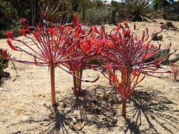 Image result for Brunsvigia