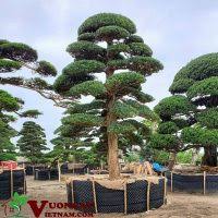 Mua Bán Cây Tùng La Hán (Tùng Vạn Niên) Dáng Thế Đẹp - Giá Rẻ