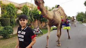 Welcome to the official eid e qurban youtube channel. Camel For Qurbani Eid 2019 In Lahore Wapda Town Bakra Mandi Pakistan Video Dailymotion