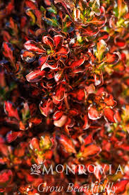 Image result for Coptosperma zygoon