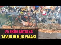 Antalya Tavuk Pazari Farkli Cins Kumes Hayvani Kopek Tavsan Pazari Sosyal Pazar Yasami Youtube
