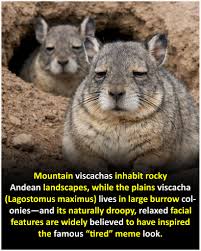 Image result for viscacha