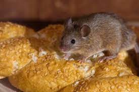 West palm beach, fl, pest control. Palm Beach Gardens Pest Control Company Termite Control Palm Beach Gardens Fl