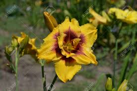 Good bud count, extremely good grower. Double Yellow Daylily With Cherry Eye Hemerocallis Mount Helena Stock Photo Picture And Royalty Free Image Image 61714790