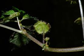 Image result for Lecanthus peduncularis