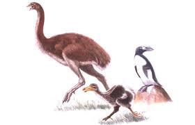 Oct 10, 2019 · today, more than 50 percent of flightless bird species are considered threatened or vulnerable, an additional 20 percent are endangered, and one is even extinct in the wild. Dead As A Dodo The Extinction Connection Australian Geographic