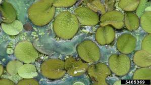 Image result for Salviniaceae