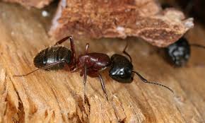 Carpenter ants build their nests in wood, so they're often found in and around homes. Carpenter Ants Pest Control Idaho Falls