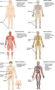 Use the find command to locate a specific muscle. Body Systems Definition List Of Body Systems And Their Functions