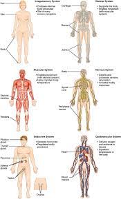 Broadly considered, human muscle—like the muscles of all vertebrates—is often divided into striated muscle, smooth. Body Systems Definition List Of Body Systems And Their Functions