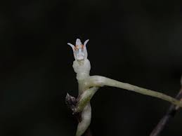 Image result for Cuscuta hyalina