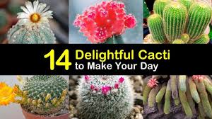 We did not find results for: 14 Delightful Cacti To Make Your Day