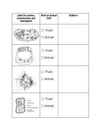Worksheet will open in a new window. Comparing Plant And Animal Cells Worksheet By Geekology Tpt