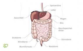 Anzeige was ist ein darmverschluss (ileus)? Pin Auf Anatomie