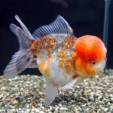 Oranda Goldfish On Tumblr Oranda Goldfish Goldfish Goldfish Tank