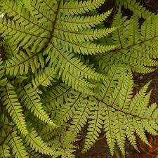 Image result for Athyrium annae