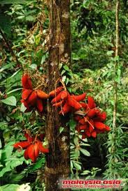 �������� �� ������� narilatha wiki