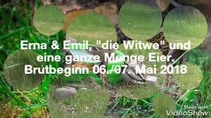 Normalerweise brütet die stockente am boden und legt ihr nest gut versteckt in der vegetation an. 3 Stockenten Im Garten Ente Erna Brutet Die Eier Die Anderen Vergnugen Sich Im Pool Youtube