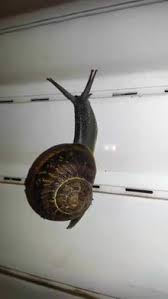 You could also go on patrol in your garden on damp mild evenings. Cornu Aspersum Wikipedia