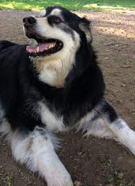 Alaskan Malamute Border Collie Mix Border Collie Border Collie Mix Alaskan Malamute