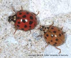 They may also be yellow, pink, orange or black. Asian Lady Beetle Infestation Of Structures Entomology