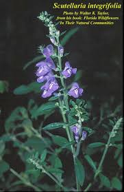 Image result for Scutellaria schweinfurthii