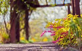 But we can get the ideas and feeling in the pictures of various natures scenes. Fantastic Focus Wallpaper 37874 1920x1200px
